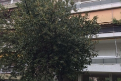 dendra7