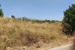 11.-Το-κτήμα-Καρέλλα-γεμάτο-ξερόχορτα-στην-οδό-Ευκαλίπτων_
