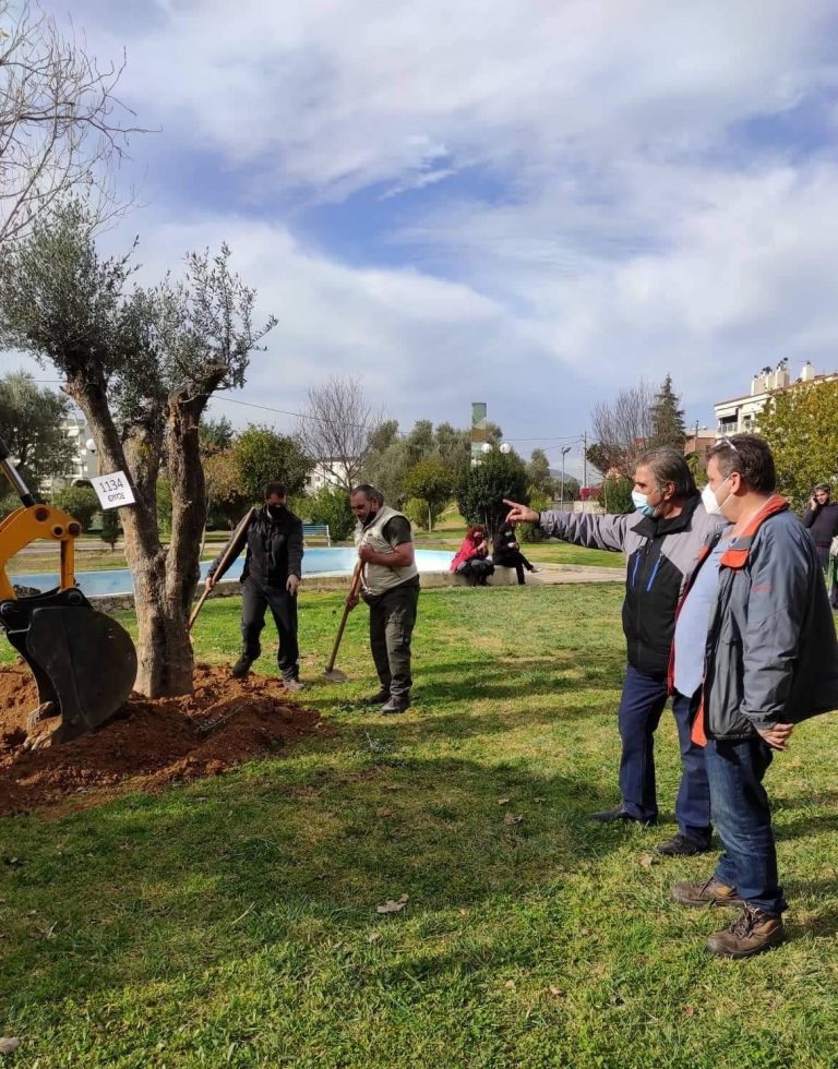 Συνεχίζεται η μεταφύτευση ελαιοδέντρων σε επιλεγμένα σημεία της Λυκόβρυσης και της Πεύκης