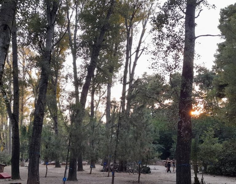 Όχι στην αυθαίρετη καταστροφή δέντρων – Νέος κανονισμός πρασίνου – Δήμος Χαλανδρίου