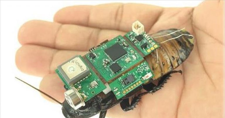 Κατσαρίδες hi-tech θα διασώζουν ανθρώπους