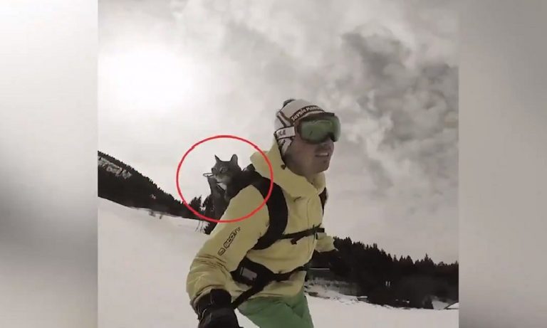 Viral: Γάτα κάνει extreme sport και τρελαίνει κόσμο (vid)