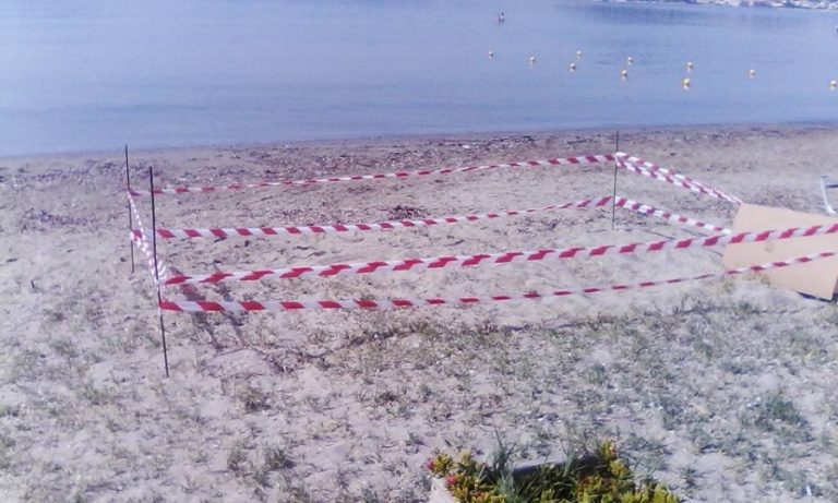 Θλιβερές εικόνες: Χελωνάκια καρέτα καρέτα πατήθηκαν από αυτοκίνητα στη Σητεία – Ειδήσεις