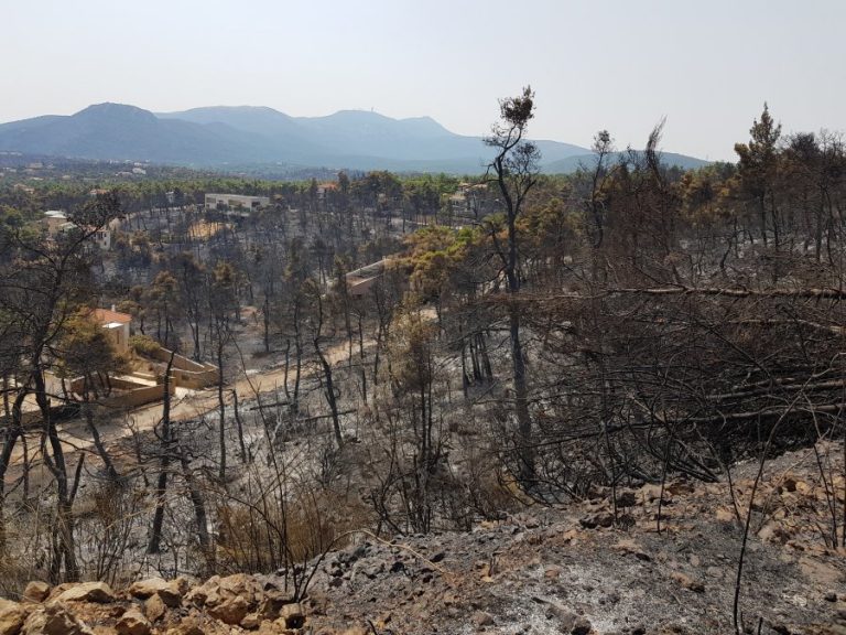Τα μέτρα για την αποκατάσταση των δασών, τι αλλάζει στις αναδασώσεις