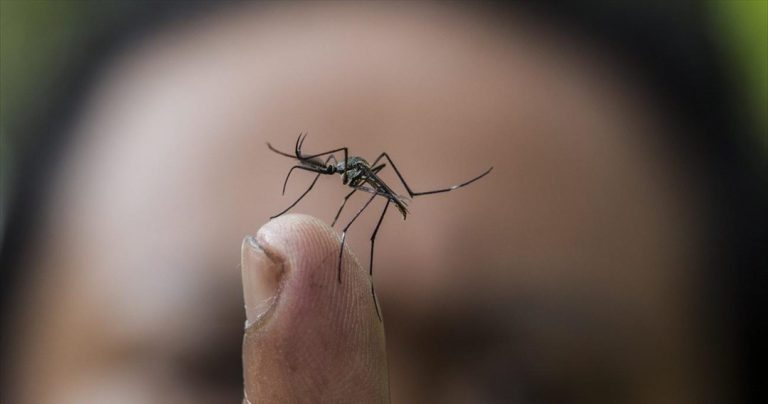 Ερευνητές βρήκαν τρόπο να οδηγούν τα κουνούπια στην αυτοκτονία