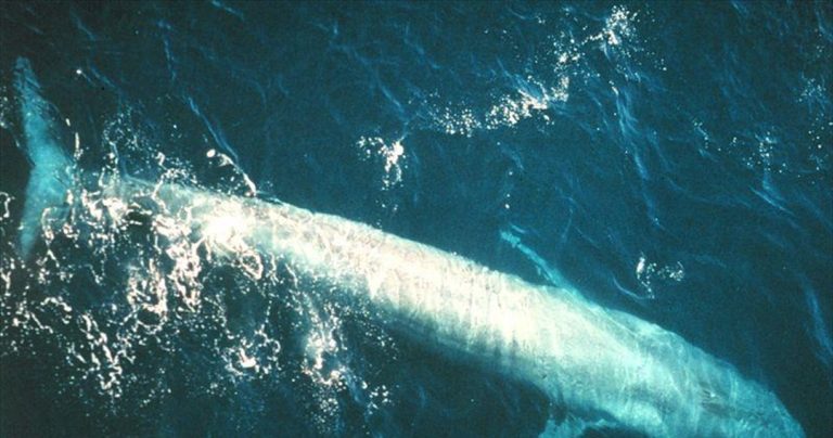Η γαλάζια φάλαινα τρώει 16 τόνους φαγητού ημερησίως