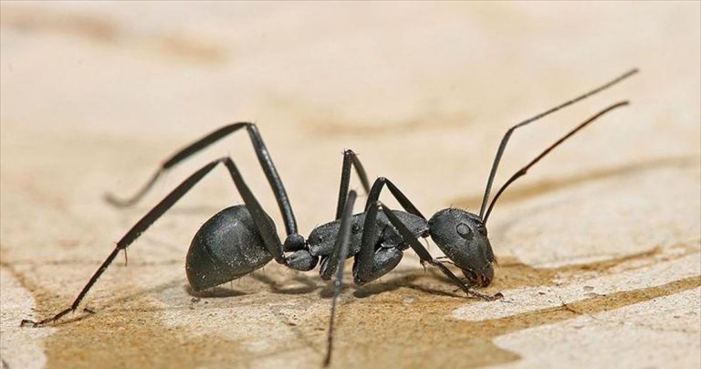Τα μυρμήγκια ξυλουργοί ανταλλάσσουν… γαλλικά φιλιά