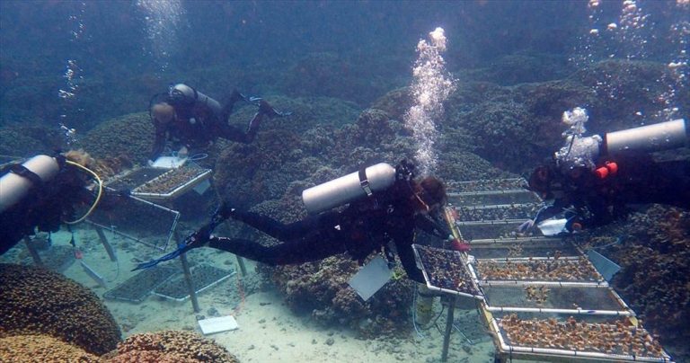 Καλλιεργούν στη Χαβάη σούπερ κοράλλια ανθεκτικά στη κλιματική αλλαγή