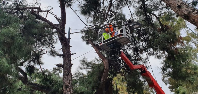 Εκατοντάδες δέντρα, κυρίως πεύκα, χάθηκαν στο Χαλάνδρι λόγω της κακοκαιρίας – Οι παρεμβάσεις της υπηρεσίας Πρασίνου – Δήμος Χαλανδρίου