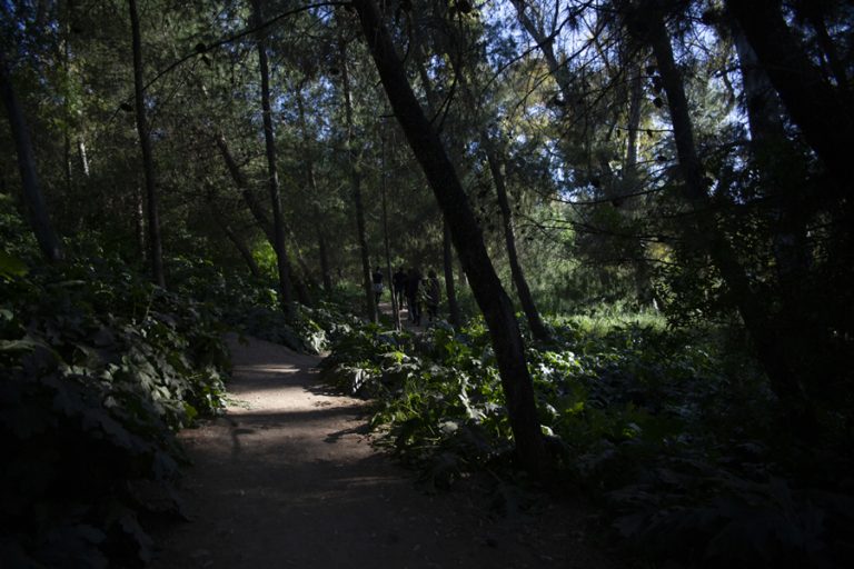 Ημερίδα : Προβλήματα και Προοπτικές ενός δασικού πνεύμονα στον αστικό ιστό – Δήμος Χαλανδρίου