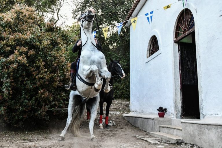 Ακυρώθηκε δημοπρασία για 30 άγρια άλογα στα Γρεβενά