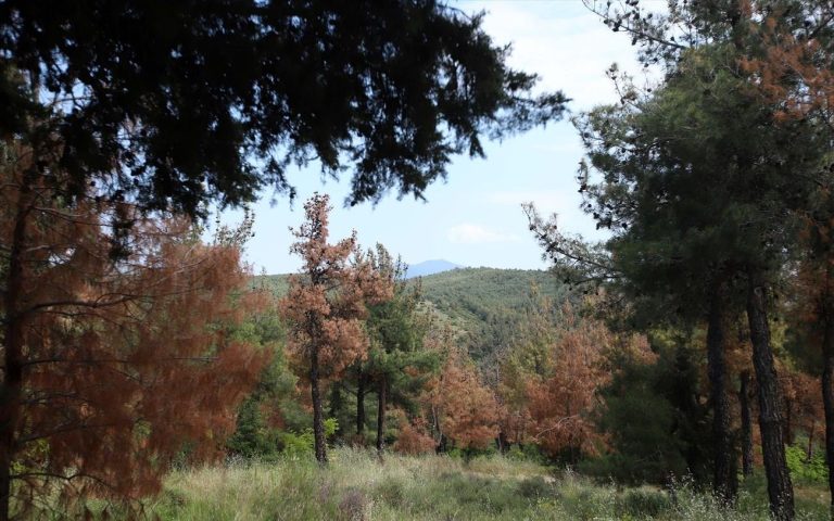Θεσσαλονίκη: Απαγόρευση κυκλοφορίας σε περιοχές λόγω κινδύνου πυρκαγιάς
