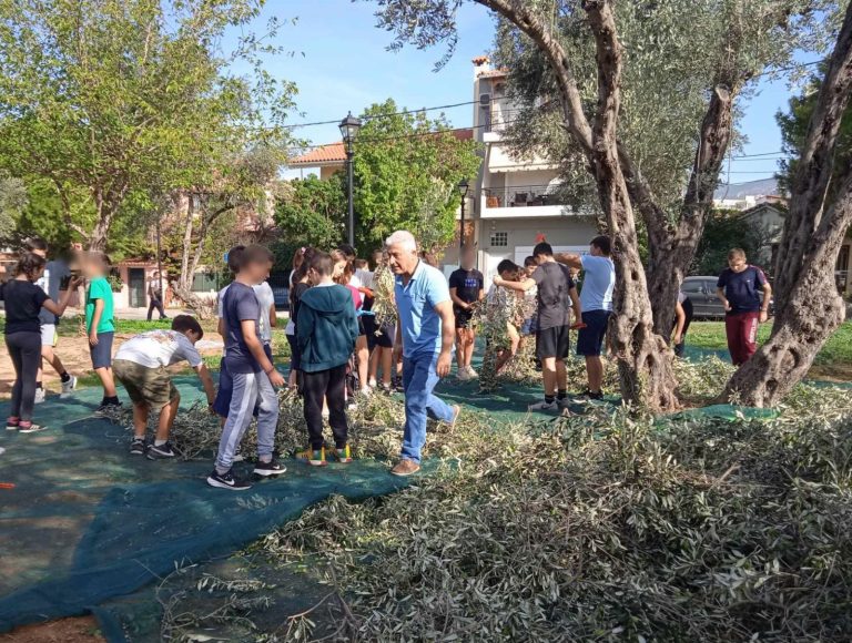 Με εκπαιδευτικό και κοινωνικό πρόσημο η συγκομιδή των ελιών από το πάρκο Κυπρίων Αγωνιστών από το Δήμο Αμαρουσίου – Δήμος Αμαρουσίου