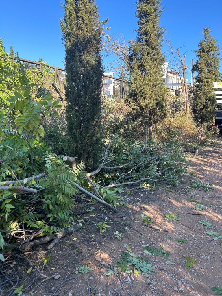 Συνδρομή του Δήμου Αμαρουσίου στην καταπολέμηση του αείλανθου στο Δάσος Συγγρού – Δήμος Αμαρουσίου