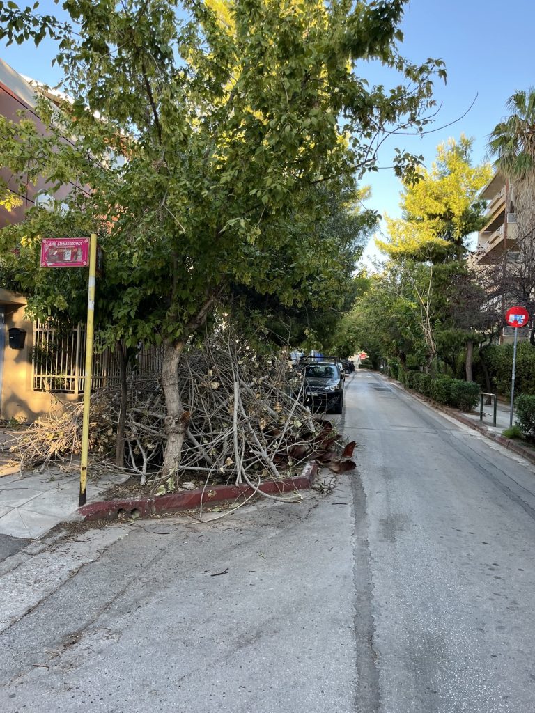 Τα κομμένα κλαδιά που «ρίζωσαν» στο πεζοδρόμιο