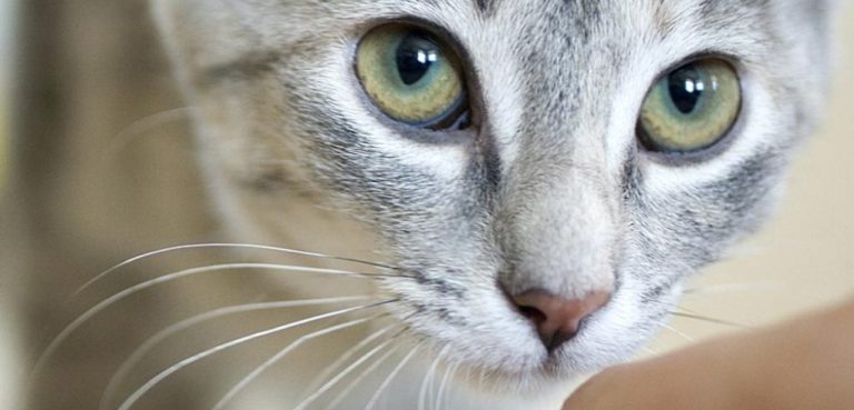 Πρόγραμμα μαζικών στειρώσεων αδέσποτων γατών 6 – 14 Φεβρουαρίου 2026 – Δήμος Χαλανδρίου